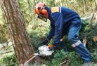 Armstrongtree-cutting-services-21.jpg; ?>